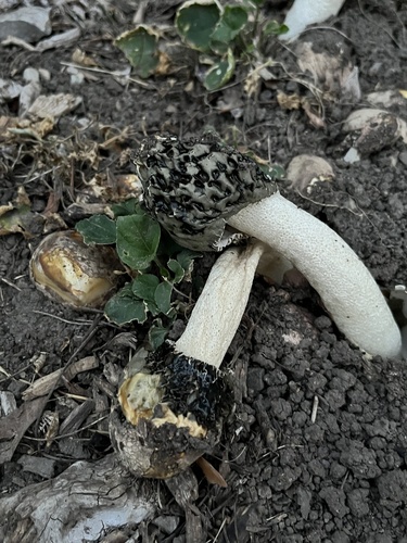 dune stinkhorn