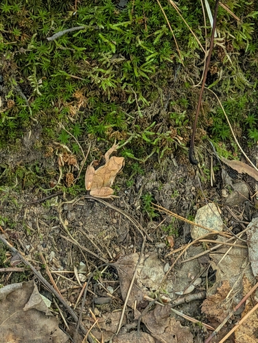 Spring Peeper