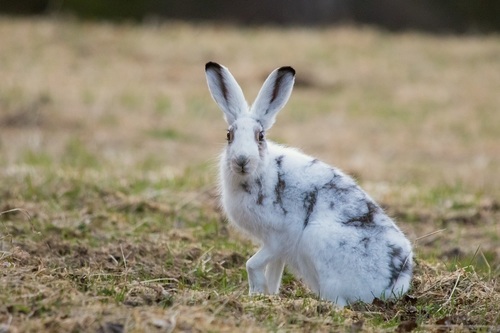 Mountain Hare