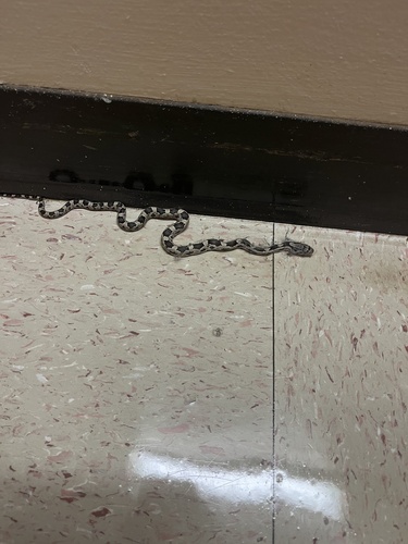 Central Ratsnake