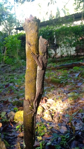Hump Snout Lizard