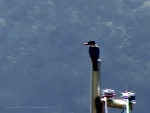 Black-capped Kingfisher