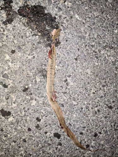 King Ratsnake