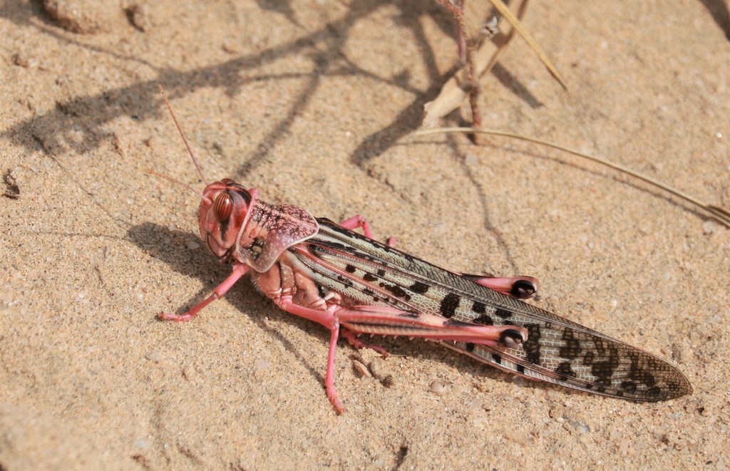 Locusta - Enciclopédia da Vida