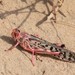 Desert Locust - Photo (c) Craig Evans, all rights reserved, uploaded by Craig Evans