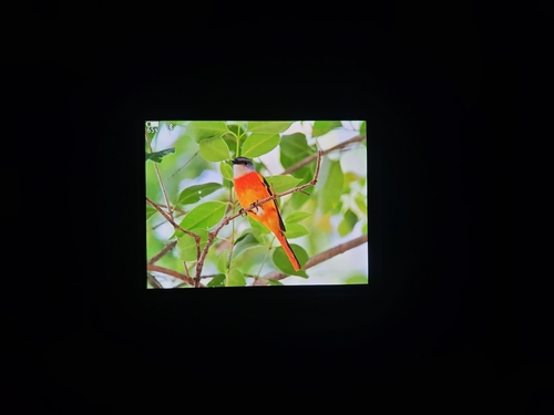 Gray-chinned Minivet