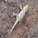 Benguela Day Gecko - Photo (c) Paulo E. Cardoso, all rights reserved, uploaded by Paulo E. Cardoso