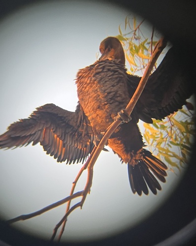 iNaturalist observation photo of Double-crested Cormorant