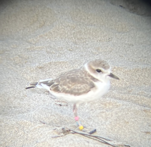 iNaturalist observation photo of Snowy Plover