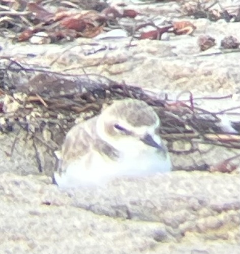iNaturalist observation photo of Snowy Plover