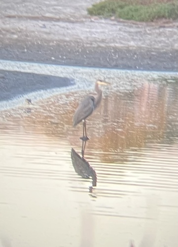 iNaturalist observation photo of Great Blue Heron