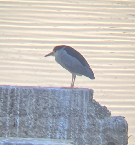 iNaturalist observation photo of Black-crowned Night Heron