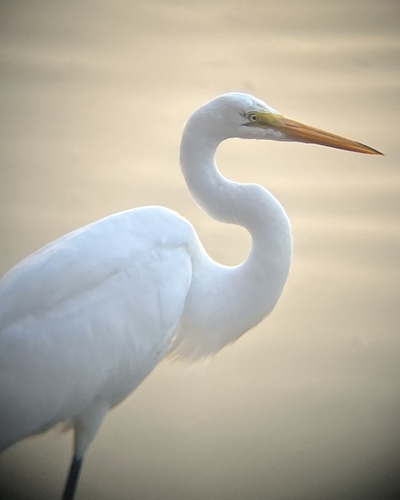 iNaturalist observation photo of Great Egret