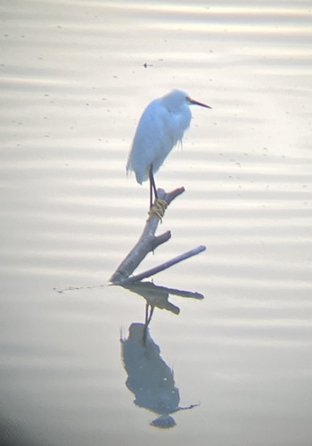 iNaturalist observation photo of Snowy Egret
