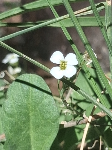 white bladderpod