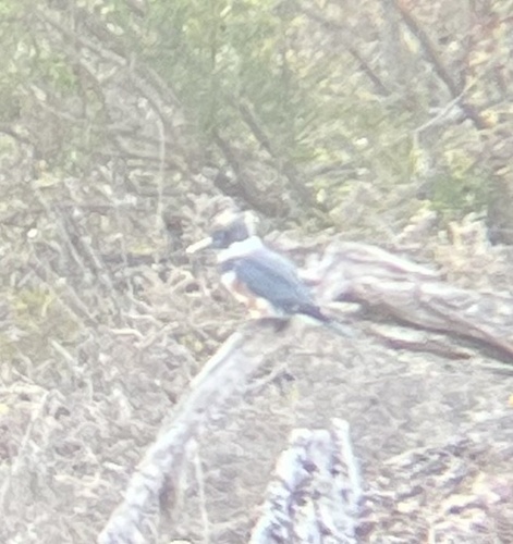 iNaturalist observation photo of Belted Kingfisher