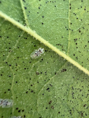 Eastern Sycamore Lace Bug