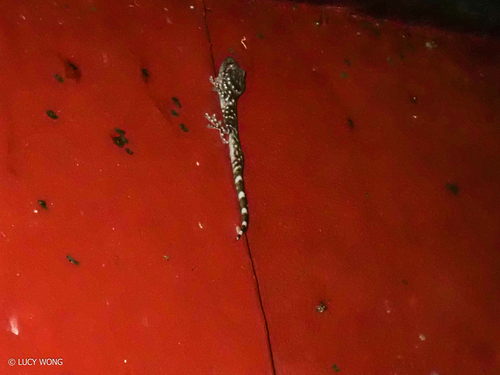 Black Tokay Gecko