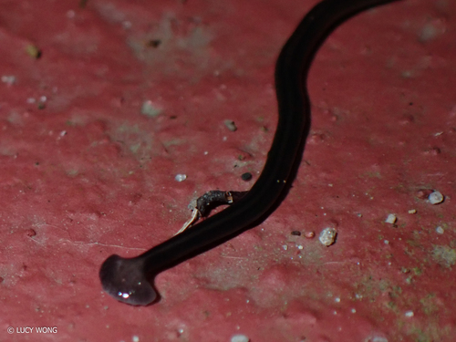 Javan Hammerhead Worm