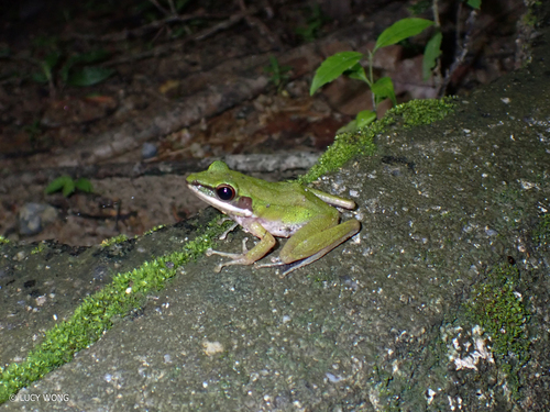 Poisonous Rock Frog