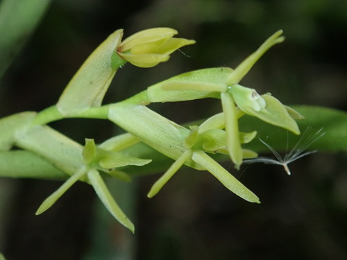 Epidendrum ramosum Jacq.