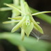 Epidendrum ramosum - Photo (c) Rudy Gelis, all rights reserved, uploaded by Rudy Gelis