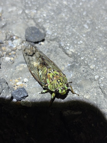 Karenia caelatata