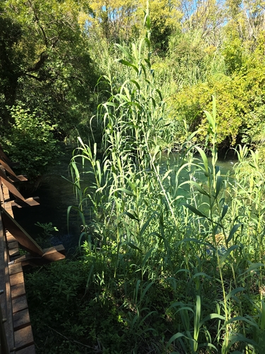 giant reed