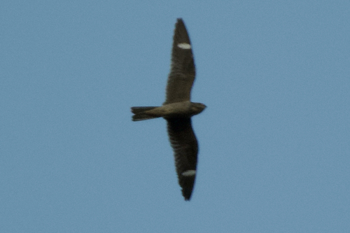 Common Nighthawk