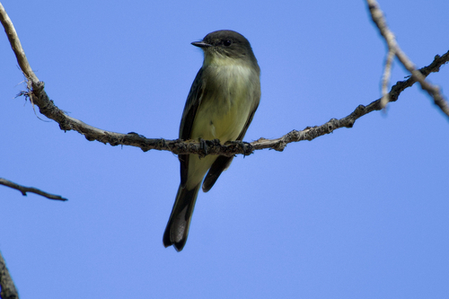 Eastern Phoebe