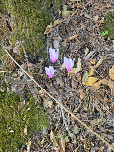 Ivy-leaved cyclamen