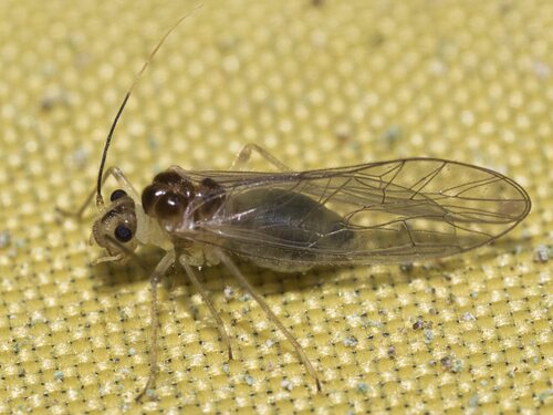 Stenopsocus immaculatus