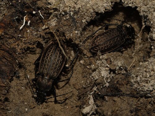 Granulated Ground Beetle
