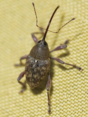 acorn weevil