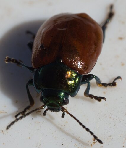 Knotgrass leaf beetle