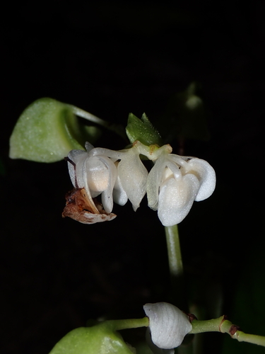 Begonia integrifolia