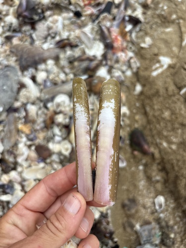 Grooved Razor Shell