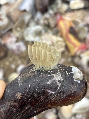 Spiral Melongena