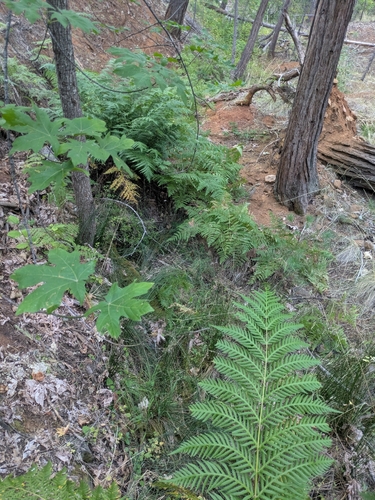 giant chain fern