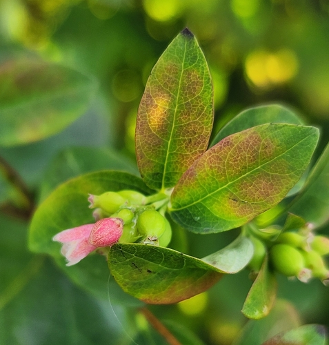 Common Snowberry