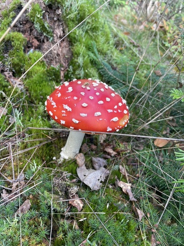 Fly Agaric