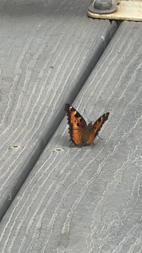 California Tortoiseshell