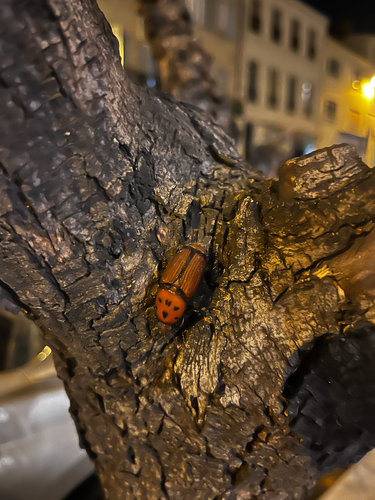 Red Palm Weevil