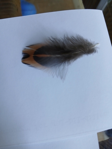 Ring-necked Pheasant