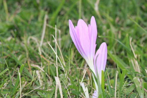 Autumn Crocus