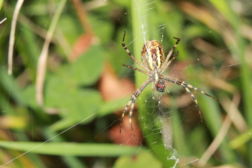 Wasp Spider