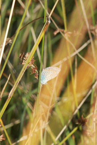 Common Blue