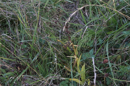 Marsh Helleborine