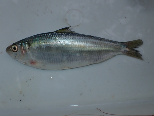 Deepbody Sardinella