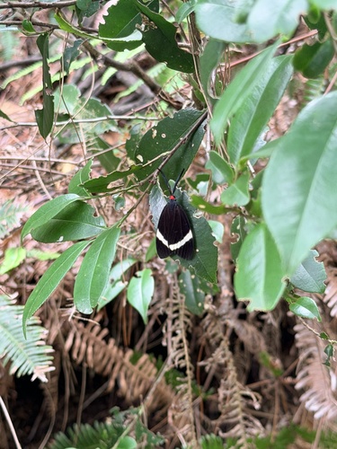 Pidorus atratus